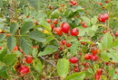 Rosa Canina